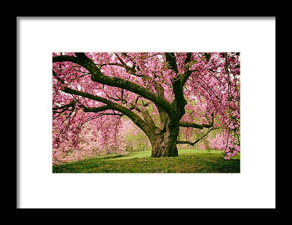 Cherry Tree Framed Print featuring the photograph The Stately Cherry by Jessica Jenney