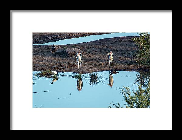 Stork Framed Print featuring the photograph The Marabou Stork Brothers by Douglas Wielfaert