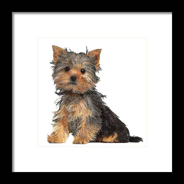 Yorkshire Framed Print featuring the painting The sweetest angel, Yorkshire Terrier Puppy Dog by Custom Pet Portrait Art Studio