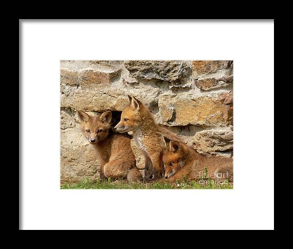 Fox Framed Print featuring the photograph The Three Amigos by Chris Scroggins