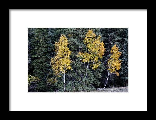 Nature Framed Print featuring the photograph The Three Sisters by Steve Templeton