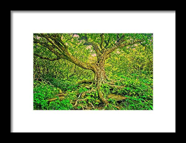 Tree Framed Print featuring the photograph The Tree by Allen Nice-Webb
