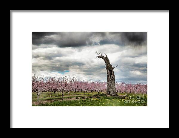 Clouds Framed Print featuring the photograph The Tree and The Orchard by Marilyn Cornwell