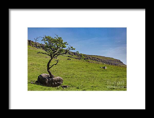 England Framed Print featuring the photograph The Tree In The Rock by Tom Holmes Photography