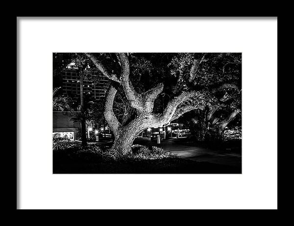 Art Framed Print featuring the photograph The Tree of Life by Louis Dallara