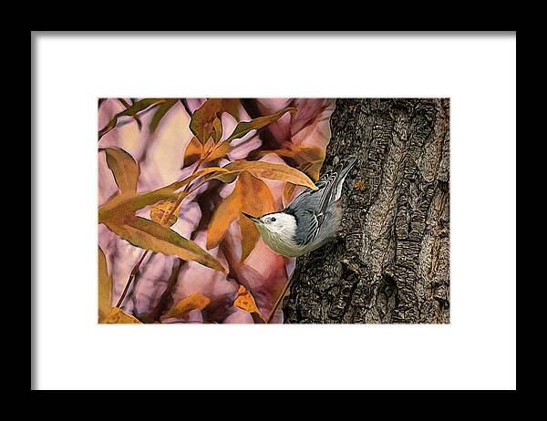 Nuthatch Framed Print featuring the photograph The Upside Down Percher by Debra Martz