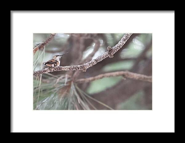 Hummingbird Framed Print featuring the photograph The Watcher by Laura Putman