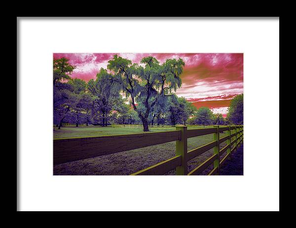 Infrared Photography Framed Print featuring the photograph The Weeping Trees by Penny Polakoff
