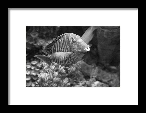 Fish Framed Print featuring the photograph The whistler by Gina Cinardo