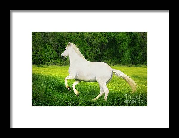 Horse Framed Print featuring the photograph The White Horse by Shelia Hunt