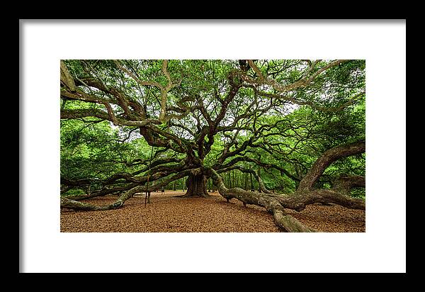 Angel Framed Print featuring the photograph The Whole Angel Oak Tree by Louis Dallara