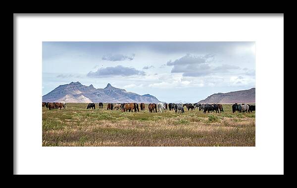 Horse Framed Print featuring the photograph The Wild Horses of the Onaqui Mountains, Utah by Jeanette Mahoney