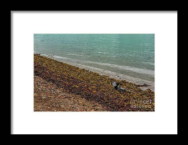 Alaska Framed Print featuring the photograph The Wrack Line on a Juneau Beach by Nancy Gleason