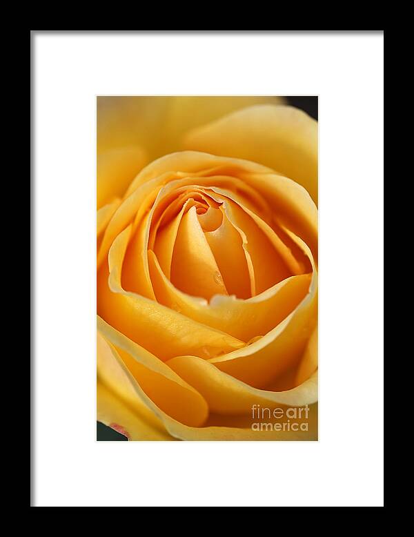 Floribunda Rose Framed Print featuring the photograph The Yellow Rose by Joy Watson