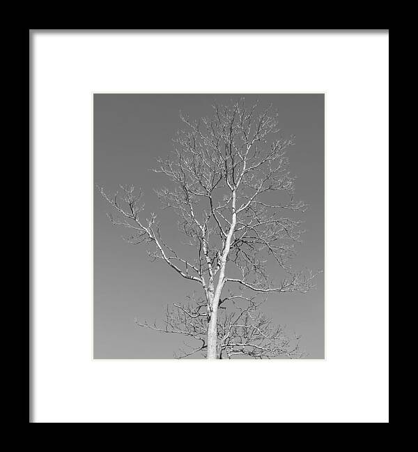 Tree Framed Print featuring the photograph The Young Lady BW by Lee Darnell