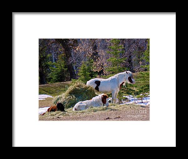 Canada Framed Print featuring the photograph There's Three by Mary Mikawoz