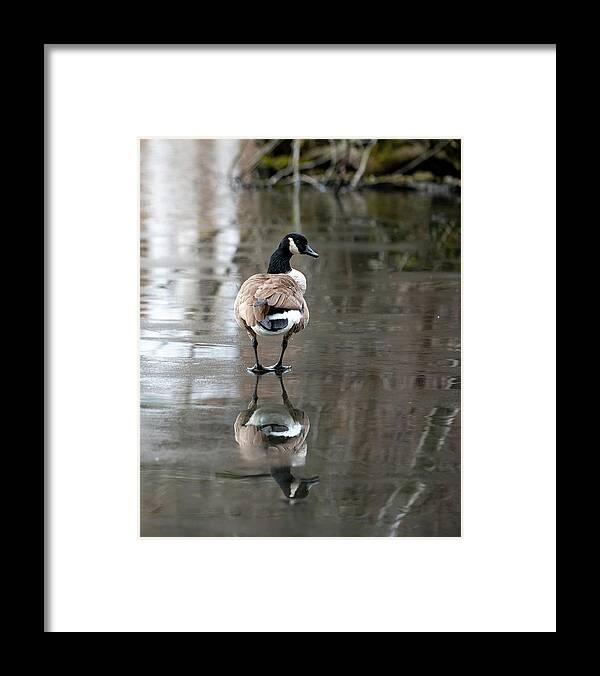 Canadian Goose Framed Print featuring the photograph Thin Ice by Kevin Suttlehan