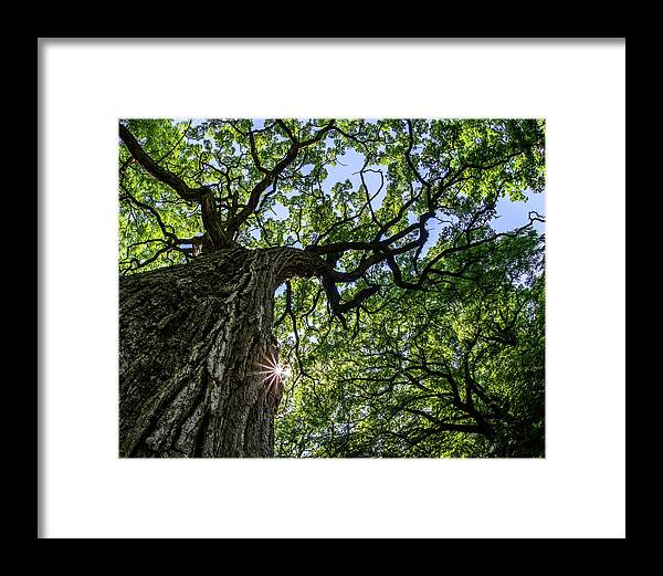 Oak Framed Print featuring the photograph Things are Looking Up #2 - Mighty Oak in Lake Kegonsa SP - WI by Peter Herman