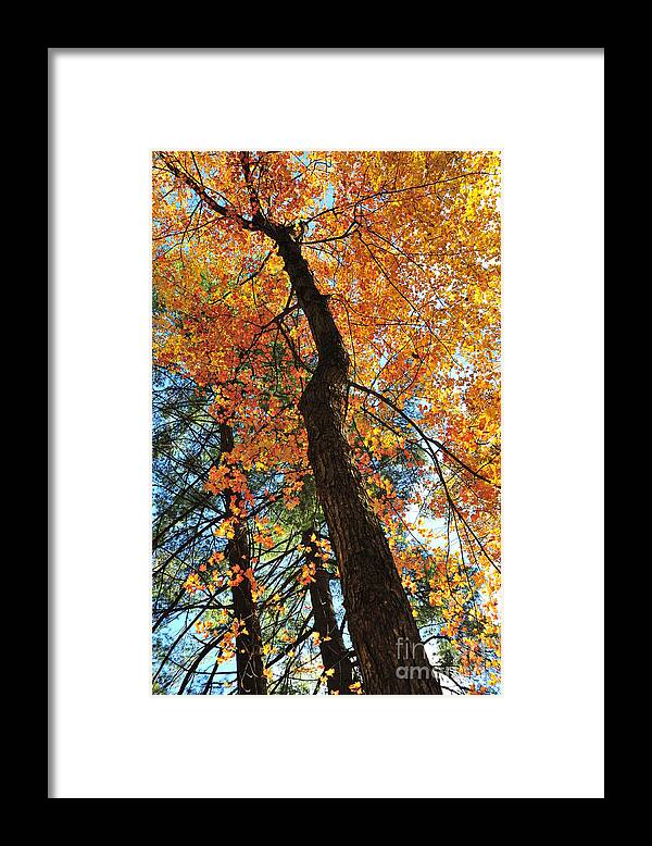 Autumn Framed Print featuring the photograph Things Are Looking Up 3 by Terri Gostola