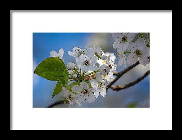 Flowers Framed Print featuring the photograph Things are Looking Up by Linda Bonaccorsi