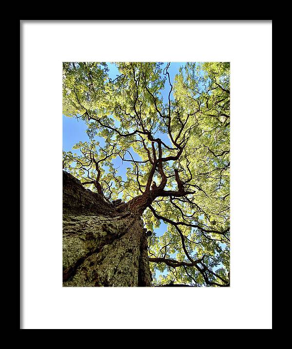 Oak Framed Print featuring the photograph Things are Looking Up - Mighty Oak in Lake Kegonsa SP - WI by Peter Herman