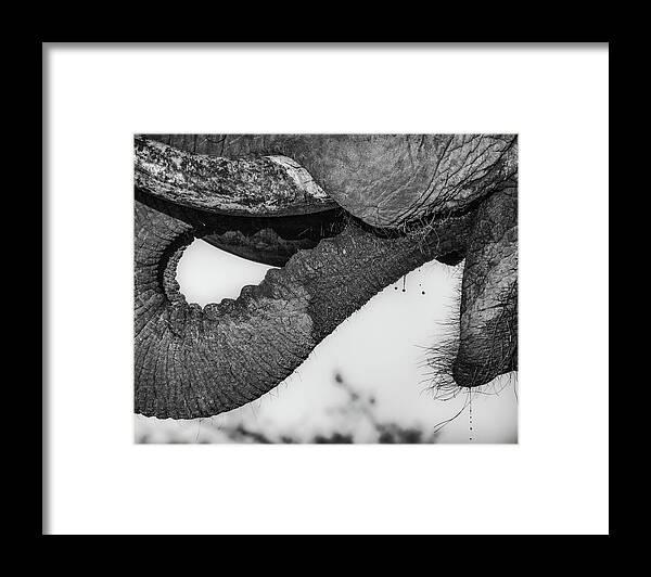 African Elephant Framed Print featuring the photograph Thirsty by Elvira Peretsman