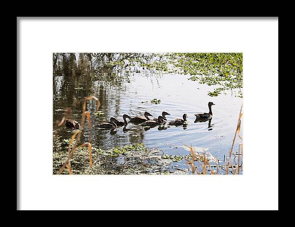 Ducklings With Mom Framed Print featuring the photograph This Way Ducklings by Carol Groenen