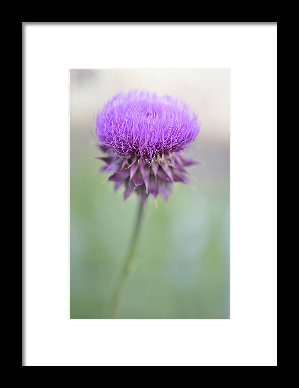 Thistle Flower Framed Print featuring the photograph Thistle Blossom  by Leanna Kotter