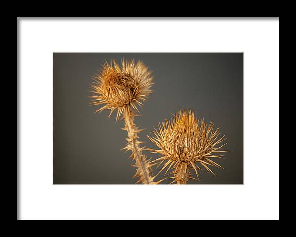 A Thistle Flower Left Over From The Fall Stands Proud At The Rocky Mountain Arsenal National Wildlife Refuge Outside Denver Framed Print featuring the photograph Thistle Flower by Kevin Schwalbe