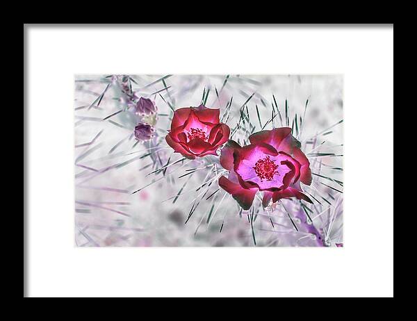 Cactus Framed Print featuring the photograph Thorny Situation in Red by Missy Joy