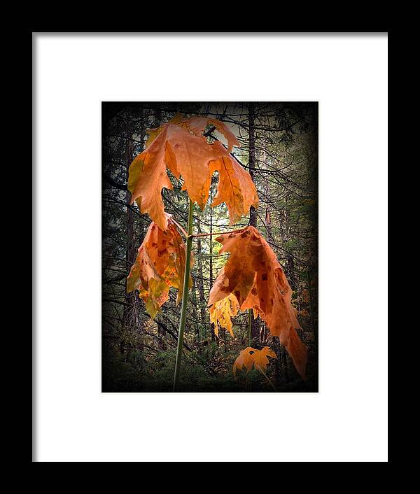 Photograph Framed Print featuring the photograph Three Autumn Leaves by Beverly Read
