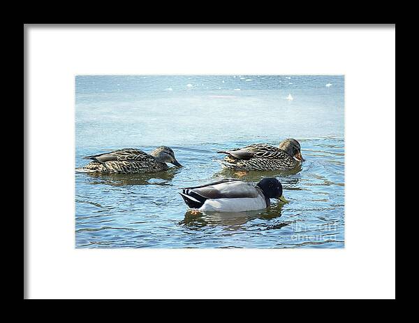 Winter Framed Print featuring the photograph Three Ducks in Winter by Lorraine Cosgrove