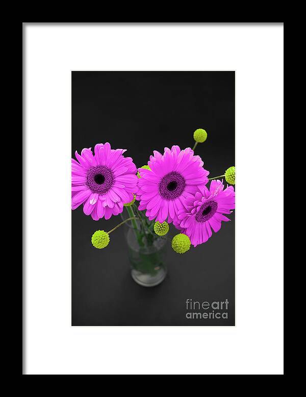 Floral Framed Print featuring the photograph Three Gerbers by Renee Spade Photography