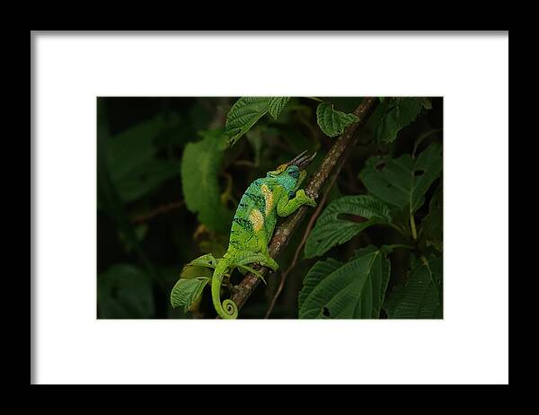 Chameleon Framed Print featuring the photograph Three-Horned Chameleon by Melihat Veysal