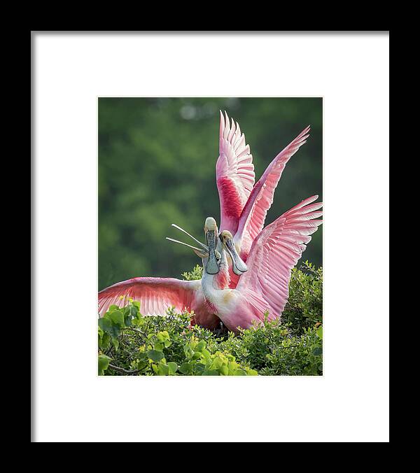 Roseate Spoonbill Framed Print featuring the photograph Three is Not A Company by Jurgen Lorenzen