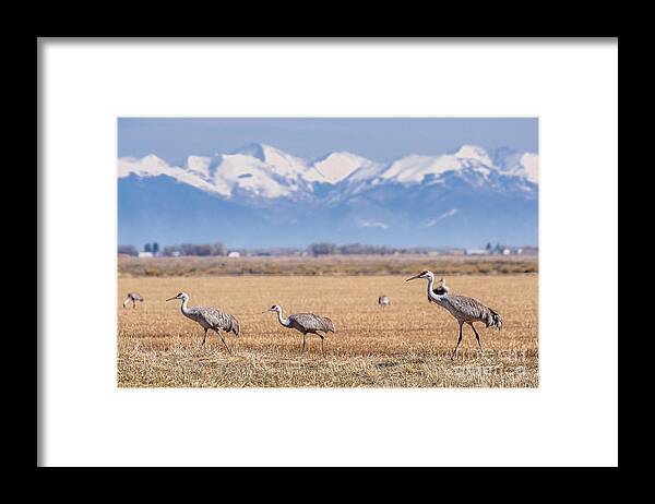 Wildlife Photography Framed Print featuring the photograph Three Of A Kind by John Bartelt