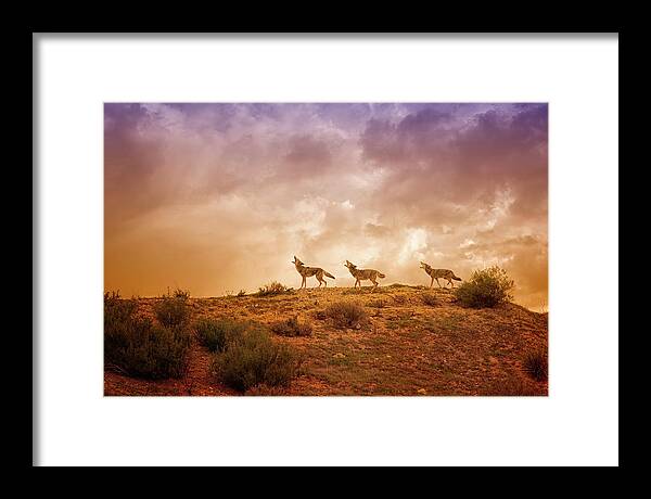 Coyote Framed Print featuring the digital art Three Part Harmony by Nicole Wilde