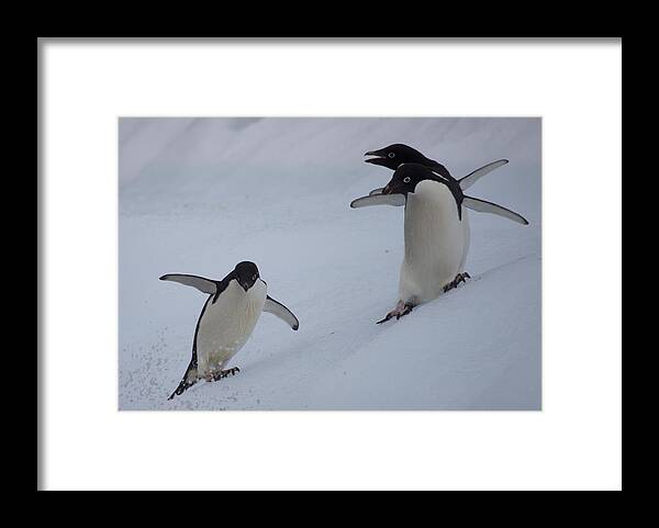 Iceberg Framed Print featuring the photograph Three sliding Adelie penguins by Richard McManus