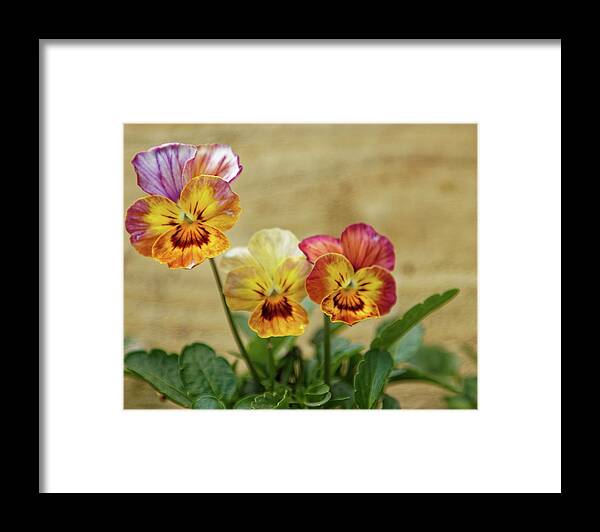 Viola Framed Print featuring the photograph Three Viola Flowers by Jeff Townsend