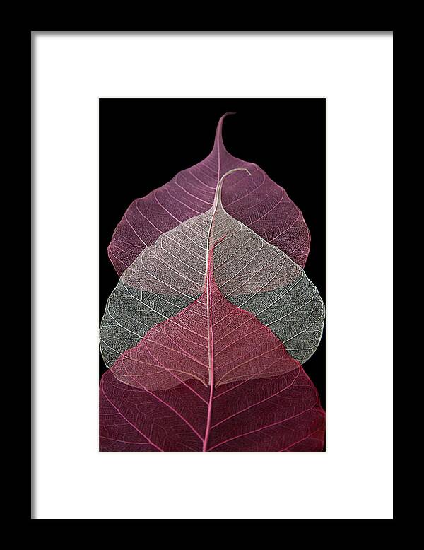 Leaves Framed Print featuring the photograph Threesome by Maggie Terlecki