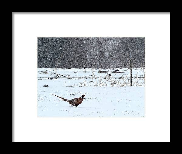 Pheasant Framed Print featuring the photograph Through the Storm. by Katie Keenan