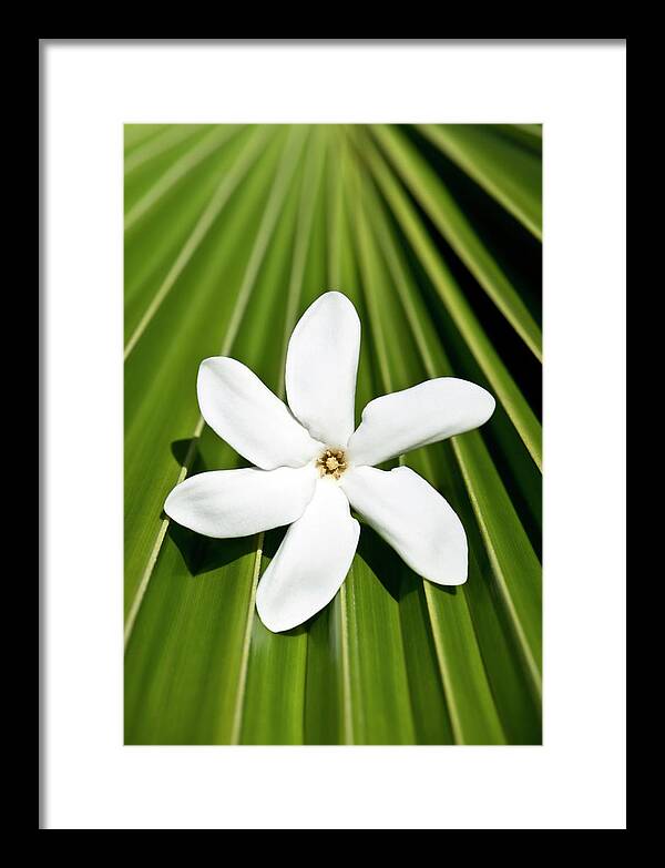 Tiare Framed Print featuring the photograph Tiare 2 by Tanya G Burnett