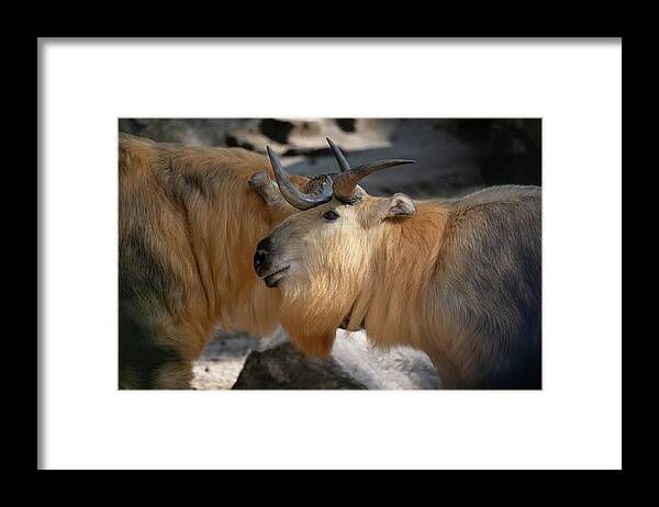 Tibetan Framed Print featuring the photograph Tibetan Takin Goat-antelope by Artur Bogacki