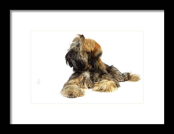 Pets Framed Print featuring the photograph Tibetan terrier by Agency Animal Picture