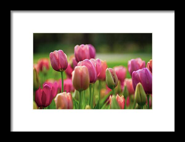 Tulips Framed Print featuring the photograph Tickled Pink by Mary Ann Artz