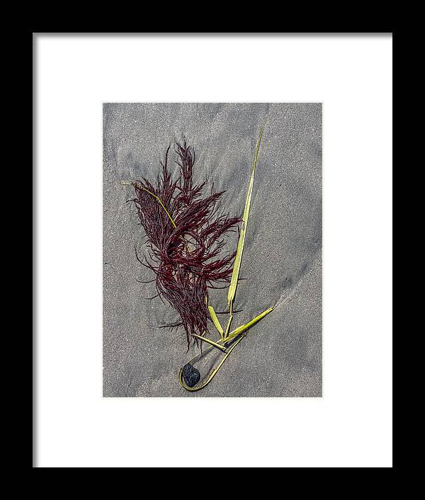 Seaweed Framed Print featuring the photograph Tidal Abstract by Cate Franklyn