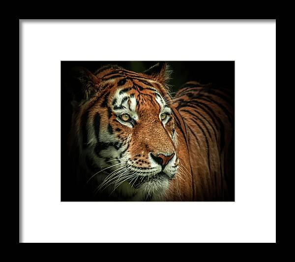 Tiger Framed Print featuring the photograph Tiger by Chris Boulton