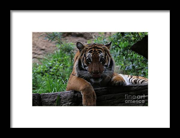 Tiger Framed Print featuring the photograph Tiger by Edward R Wisell