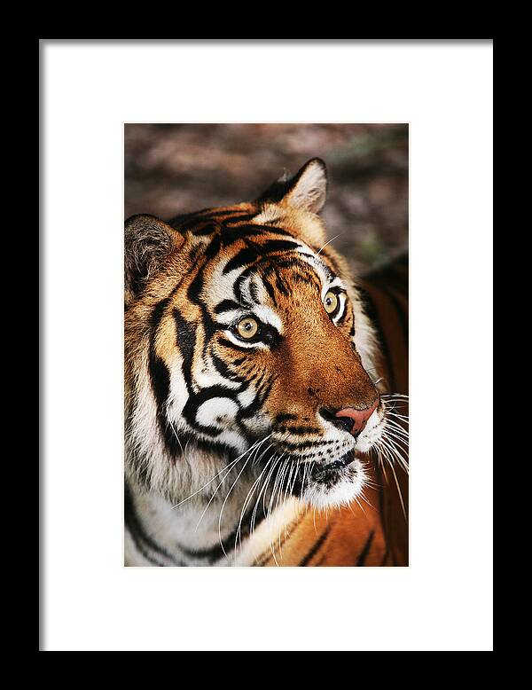 Tiger Framed Print featuring the photograph Tiger Headshot by Brad Barton