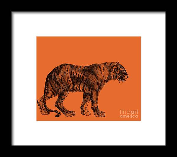 Tiger In Black On Orange Background Framed Print by Madame Memento